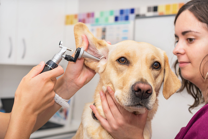 Hearing checkup of a dog in veterinary clinic Hearing checkup of a dog in veterinary clinic, by Zoonar DAVID HERRAEZ