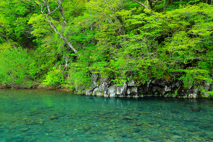 Near Houtai Falls, Koyoshigawa River in early summer, Yurihonjo City, Akita Prefecture, Japan