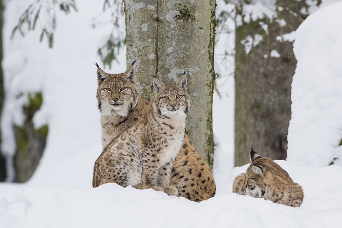 Eurasian Lynx Family, Lynx lynx Eurasian Lynx Family, Lynx lynx