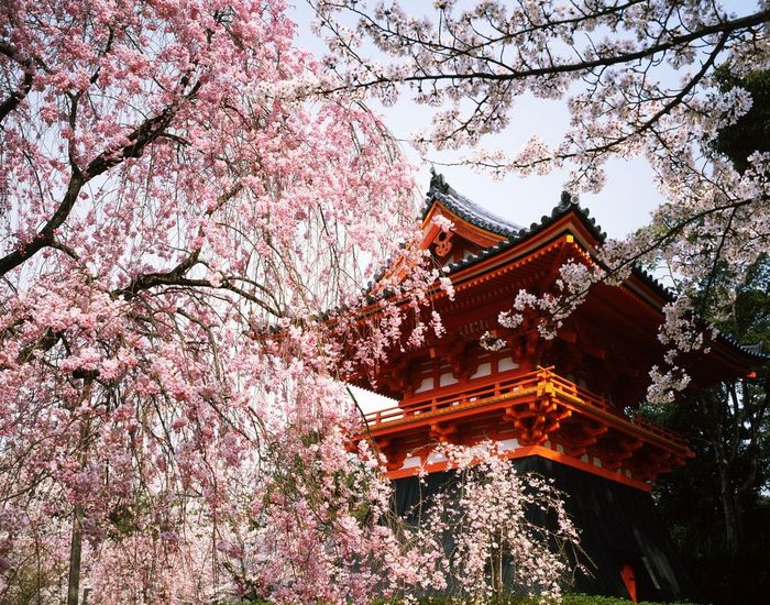 Bell Tower of Ninnaji Temple, Kyoto