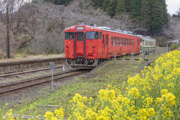 Rape blossoms bloom at Tsukisaki Station and Kominato Railway trains Chiba Prefecture