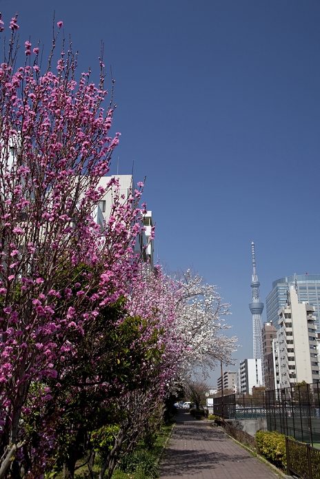 Tokyo Sky Tree and Flower Peach