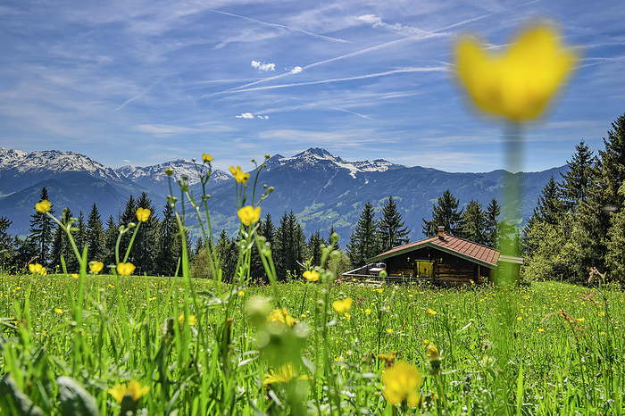 Austria, Tyrol, Summer meadow at Wiedersberger Horn with hut in background