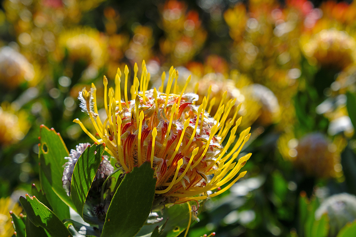 Head of ornamental pincushion flower (Leucospermum cordifolium)