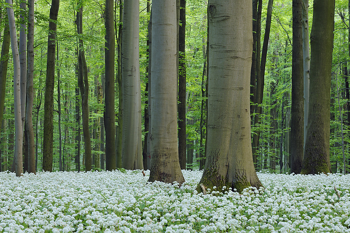 Germany, Thuringia, Allium flowers blooming in springtime forest