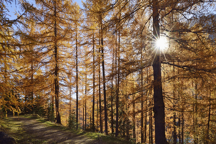 Italy, Trentino-Alto Adige, Sun shining through branches of larch trees (Larix decidua) in autumn