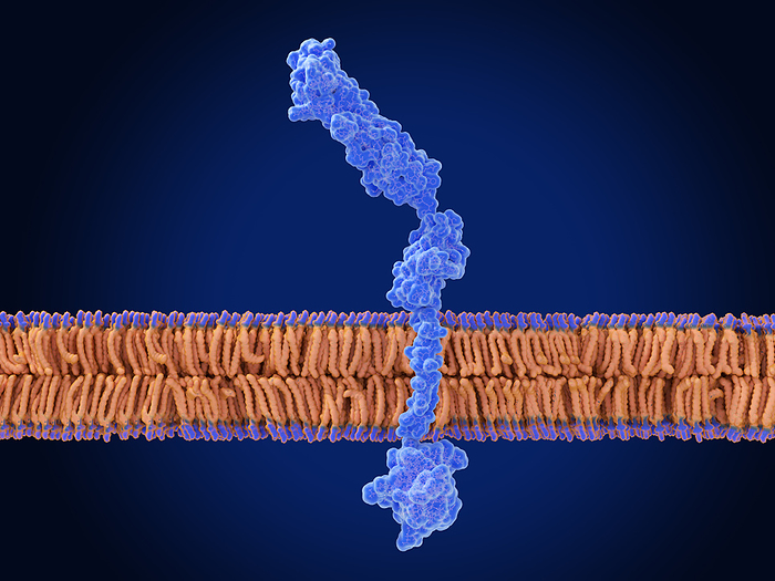 RAGE receptor, illustration Illustration of a receptor for advanced glycation endproducts  RAGE  embedded in a cell membrane. This transmembrane protein belongs to the immunoglobulin superfamily and is able to bind to multiple molecules. Binding results in a signal cascade that causes pro inflammatory gene activation. The expression of RAGE is stimulated by cellular stresses, such as inflammation, and so this leads to a positive feedback cycle that results in chronic inflammation. RAGE is involved in the pathogenesis of a number of diseases including diabetes, Alzheimer s disease and cancers., by JUAN GAERTNER SCIENCE PHOTO LIBRARY