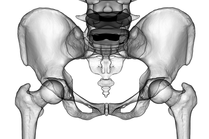 Anatomy of the pelvis bones, illustration Computer illustration of the anatomy of the pelvis bones, including the ilium, ischium, sacrum, and pubis. Front view., by KATERYNA KON SCIENCE PHOTO LIBRARY