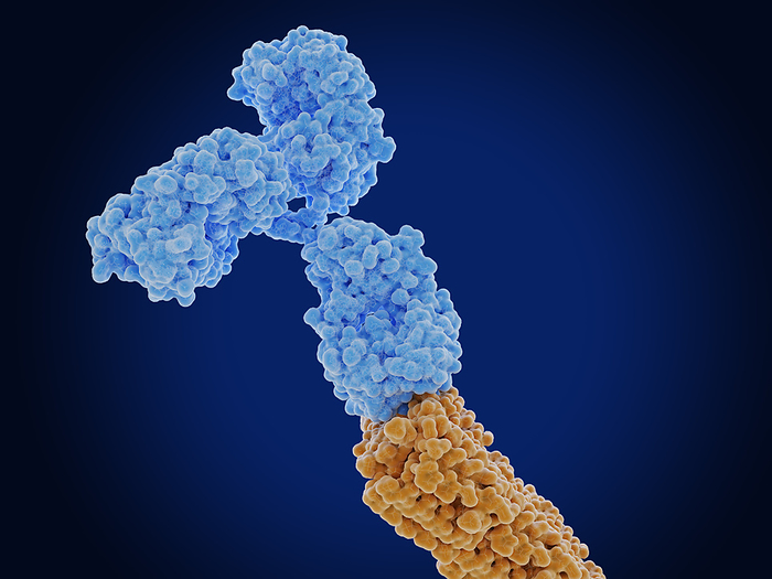 Antibody bound to an amyloid beta peptide, illustration Illustration of a monoclonal antibody  blue  bound to an amyloid beta peptide  orange . Misfolded amyloid beta peptides aggregate and form amyloid plaques that are characteristic of Alzheimer s disease. Monoclonal antibodies are being developed as immunotherapy treatments for Alzheimer s disease., by JUAN GAERTNER SCIENCE PHOTO LIBRARY