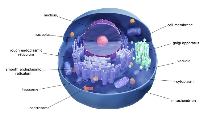 Animal cell structure, illustration Illustration of animal cell components., by ARTUR PLAWGO   SCIENCE PHOTO LIBRARY
