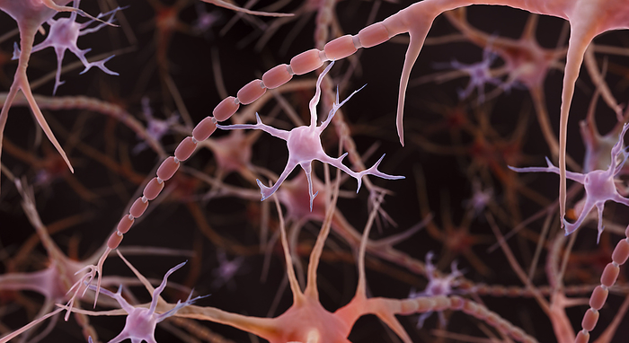 Microglia, illustration Microglia, computer illustration. Microglia are immune cells in the brain and spinal cord., by ARTUR PLAWGO   SCIENCE PHOTO LIBRARY