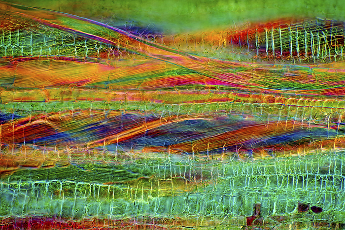 Nettle stalk, light micrograph Polarised light micrograph of a longitudinal section through the stalk of a nettle  Urtica sp. . Magnification: x93 when printed at 10 centimetres wide., by MAREK MIS SCIENCE PHOTO LIBRARY