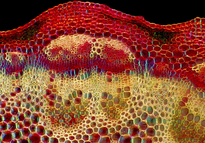 Fleabane stalk, light micrograph Polarised darkfield light micrograph of a transverse section through the stalk of a fleabane  Erigeron sp.  plant. Magnification: x93 when printed at 10 centimetres wide., by MAREK MIS SCIENCE PHOTO LIBRARY