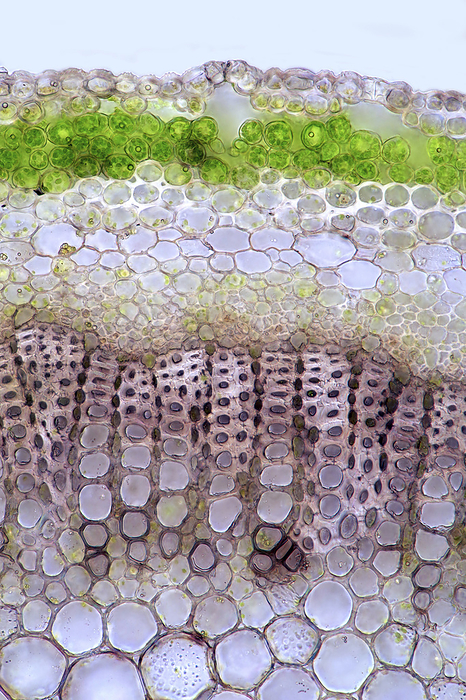 Knautia sp. stalk, light micrograph Brightfield light micrograph of a transverse section through the stalk of a Knautia sp. plant. Magnification: x186 when printed at 10 centimetres wide., by MAREK MIS SCIENCE PHOTO LIBRARY