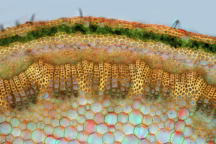 Knautia sp. stalk, light micrograph Polarised light micrograph of a transverse section through the stalk of a Knautia sp. plant. Magnification: x93 when printed at 10 centimetres wide., by MAREK MIS SCIENCE PHOTO LIBRARY