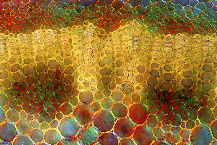 Knautia sp. stalk, light micrograph Polarised light micrograph of a transverse section through the stalk of a Knautia sp. plant. Magnification: x186 when printed at 10 centimetres wide., by MAREK MIS SCIENCE PHOTO LIBRARY