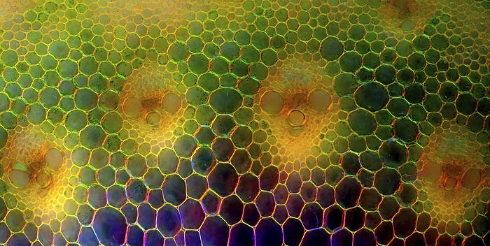 Reed stalk, light micrograph Polarised darkfield light micrograph of a transverse section through the stalk of a reed plant showing vascular bundles  orange . Vascular bundles are composed of xylem and phloem tissues, which transport water and carbohydrates around the plant respectively. Magnification: x186 when printed at 10 centimetres wide., by MAREK MIS SCIENCE PHOTO LIBRARY