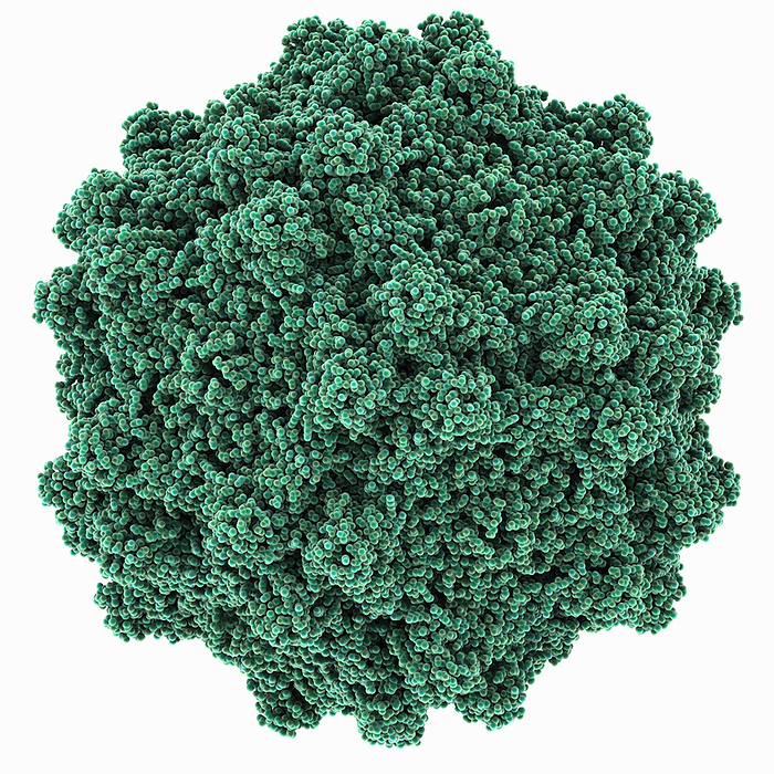 Adeno associated virus serotype 4 capsid, molecular model Adeno associated virus serotype 4  AAV4  capsid, molecular model. The adeno associated viruses  AAVs  can package and deliver foreign DNA  deoxyribonucleic acid  into cells for corrective gene delivery applications., by LAGUNA DESIGN SCIENCE PHOTO LIBRARY