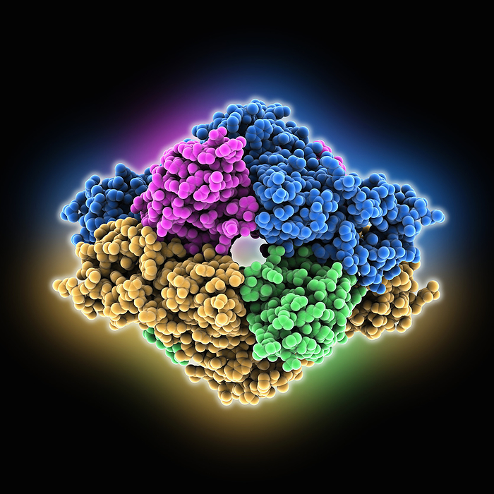 Nanobody aSA3 complexed with SARS CoV 1, molecular model Nanobody aSA3 complexed with SARS CoV 1 RBD, molecular model. Shown are the dimeric spike glycoproteins  yellow, blue  of the receptor binding protein  RBD and the nanobody aSA3  green, pink ., by LAGUNA DESIGN SCIENCE PHOTO LIBRARY