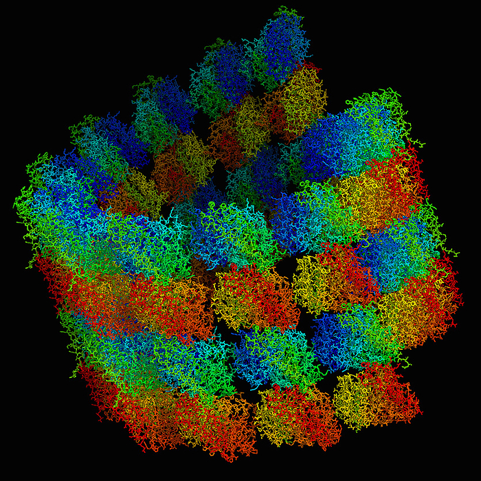 Microtubule with tubulin oligomers, molecular model Microtubule with tubulin oligomers, molecular model. This is a stick representation of the tubulin alpha 1B chains  green, blue  and the tubulin beta chains  red, yellow ., by LAGUNA DESIGN SCIENCE PHOTO LIBRARY