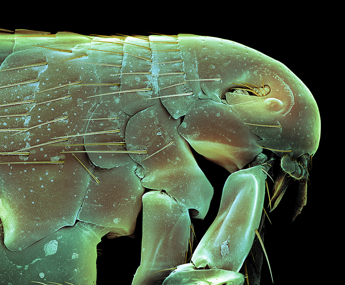 Dog flea, SEM Coloured scanning electron micrograph  SEM  of a dog flea  Ctenocephalides canis . Piercing mouthparts enable the flea to pierce the skin to feed on the dog s blood. Its powerful legs are adapted for jumping. Fleas only remain on their hosts whilst feeding. Magnification: x46 when printed at 10 centimetres tall., by SCIENCE PHOTO LIBRARY