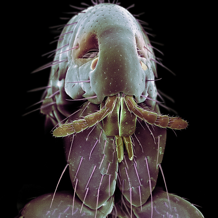 Dog flea, SEM Coloured scanning electron micrograph  SEM  of a dog flea  Ctenocephalides canis . Piercing mouthparts enable the flea to pierce the skin to feed on the dog s blood. Its powerful legs are adapted for jumping. Fleas only remain on their hosts whilst feeding. Magnification: x48 when printed at 10 centimetres tall., by SCIENCE PHOTO LIBRARY