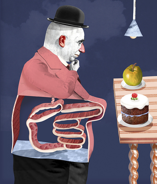 Gut decision, conceptual illustration Conceptual illustration showing a man s gut making his food choices for him., by SAM FALCONER, DEBUT ART SCIENCE PHOTO LIBRARY