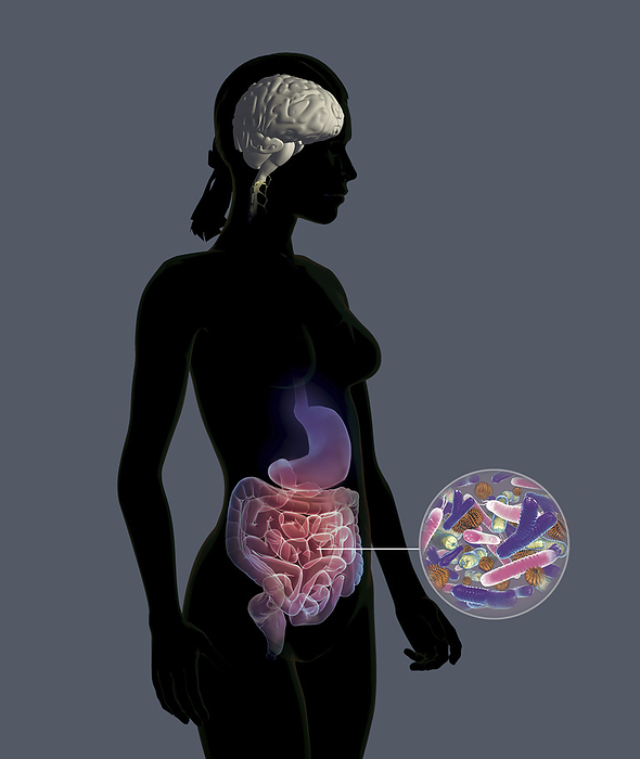 Gut brain connection, illustration Illustration showing the connection between the brain and microbiota of the gut. The gut brain axis is the biochemical signalling that takes place between the gastrointestinal tract  GI tract  and the central nervous system  CNS . The relationship between gut flora and humans is not merely commensal  a non harmful coexistence , but rather a mutualistic relationship. Research has shown gut flora may play a role in anxiety and mood disorders., by FERNANDO DA CUNHA SCIENCE PHOTO LIBRARY