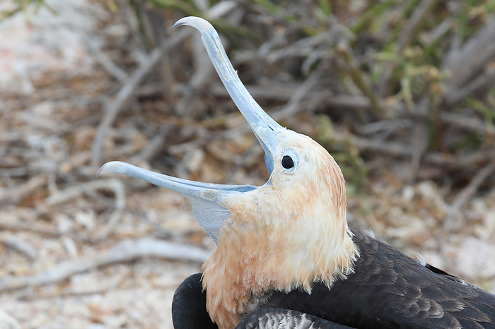 Female great frigatebird Juvenile female great frigatebird  Fregata minor . Frigatebirds have long, thin, hooked beaks that help them catch and steal slippery fish. Photographed in the Galapagos., by PETER FALKNER SCIENCE PHOTO LIBRARY