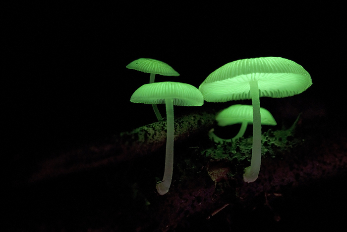 Bioluminescent fungus Bioluminescent fungus  Mycena illuminans ., by MELVYN YEO SCIENCE PHOTO LIBRARY