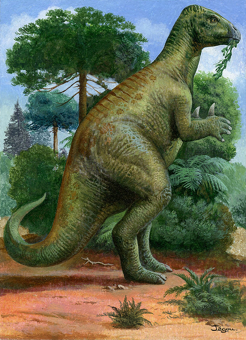 Iguanodon dinosaur, illustration Iguanodon dinosaur, illustration. This herbivorous ornithopod dinosaur lived about 125 million years ago in the Early Cretaceous. It grew to about 10 metres long and weighed up to 3.4 tonnes., by CHRISTIAN JEGOU SCIENCE PHOTO LIBRARY