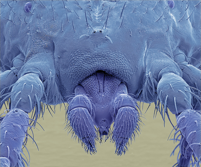 Predatory mite, SEM Predatory mite. Coloured scanning electron micrograph  SEM  of a predatory mite. Mites are small arthropods belonging to the subclass Acari and the class Arachnida. Mites are among the most diverse and successful of all the invertebrate groups. Mites with pronounced palps and long legs, the front pair facing forward, are typically predatory. Magnification: x 100 when printed at 10 centimetres wide., by STEVE GSCHMEISSNER SCIENCE PHOTO LIBRARY