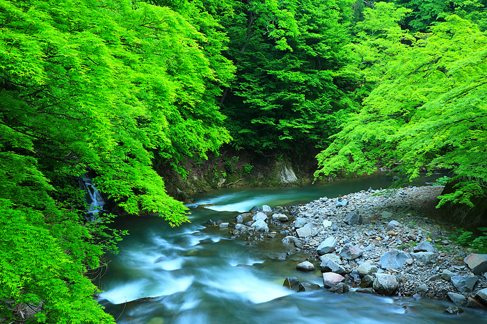 Nakano Momiji Mountain in early summer, Fudo Falls, Kuroishi City, Aomori Pref.