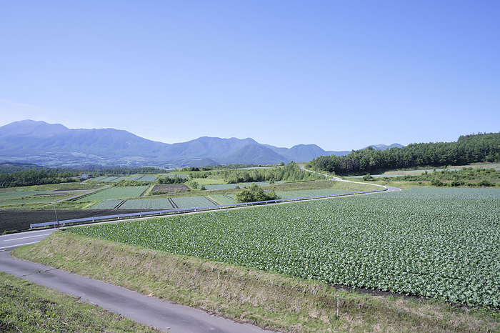 Taken in 2023 Tsumagoi Village Cabbage field and Tsumagoi Panorama Line July 2023 Tsumagoi Village, Gunma Prefecture