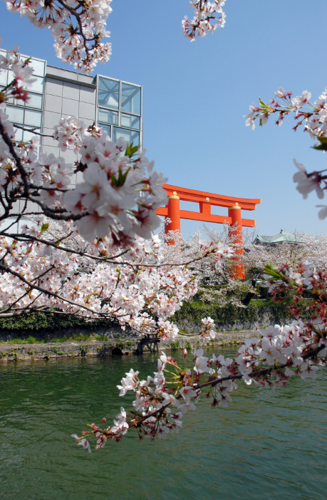 Okazaki Park in springtime: Cherry blossoms and Otorii Gate Kyoto City