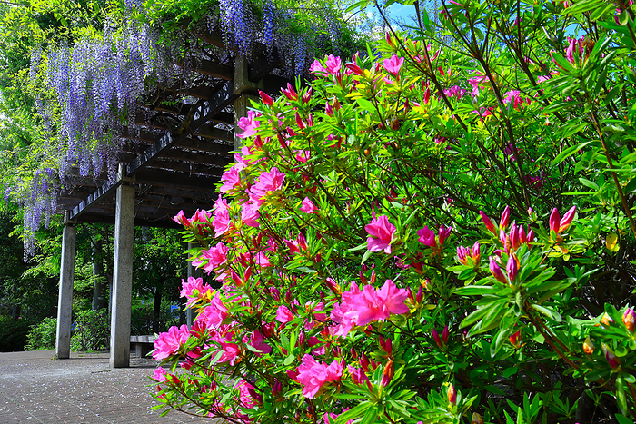 Abiko City, Chiba Azalea and wisteria trellis