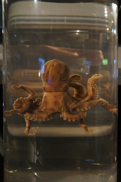 Specimen of Blue-lined octopus