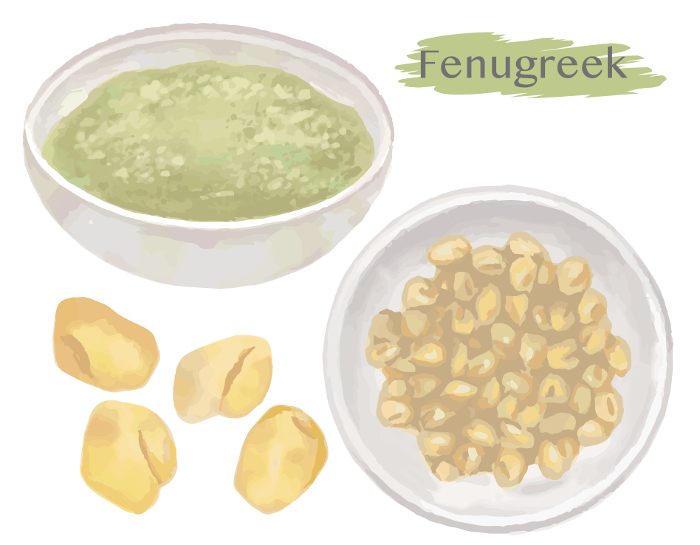 Watercolor spice, fenugreek (whole and powder). Vector illustration