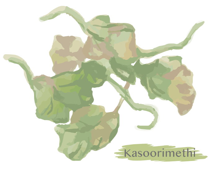 Watercolor style spice, Caslimeti (Fenugreek Leaf). Vector illustration material