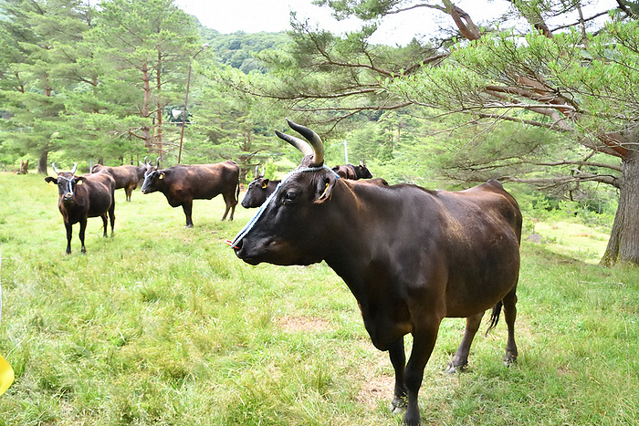 Tajima cattle on pasture Tajima cows in a pasture in Kiribata, Shin Onsen Town