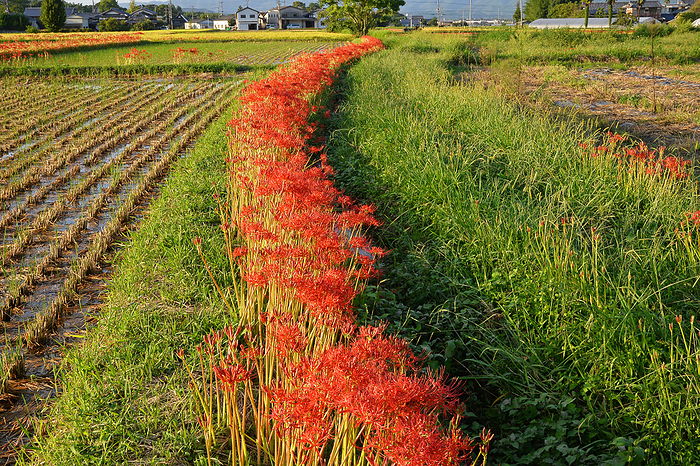Higanbana and rural landscape Kameoka City, Kyoto Prefecture