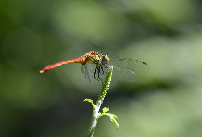 (small) red dragonfly