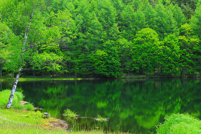 Oshika Pond in early summer, Chino City, Nagano Prefecture, Japan