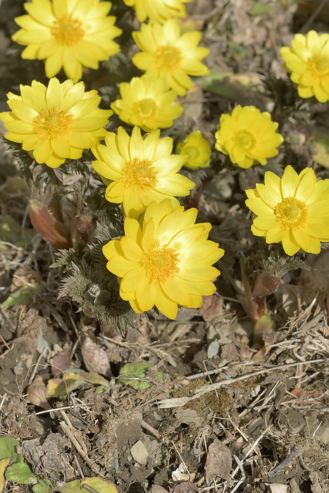 Sambucus Flower