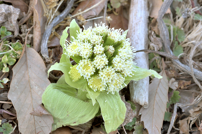 Butterbur Flower Male