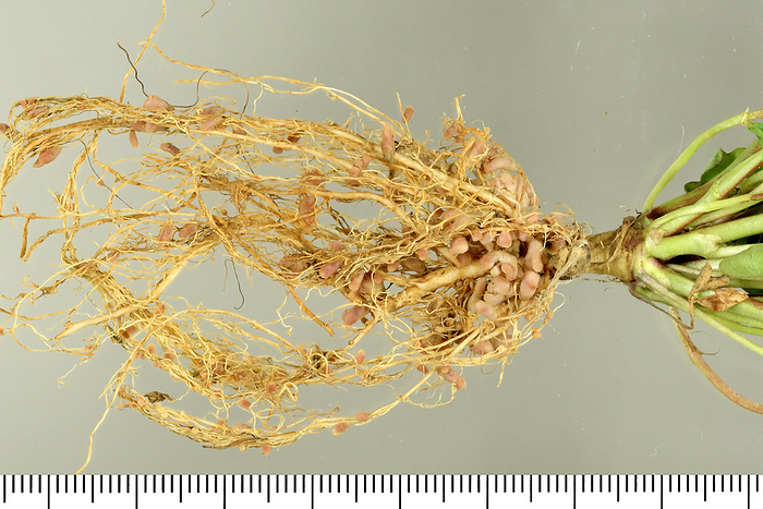 Lentil Root Root nodule