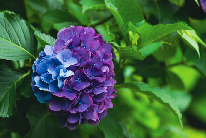 Two colors of hydrangea, purple and light blue