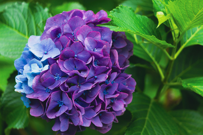Two colors of hydrangea, purple and light blue