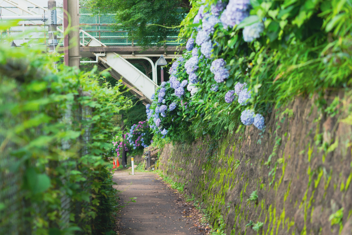 Scenery of hydrangea and Asuka's path