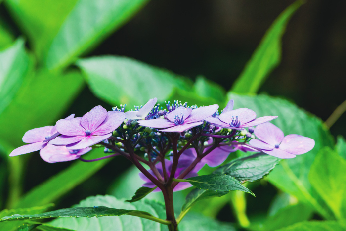 Purple gaku hydrangea seen from the side